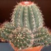 Melocactus